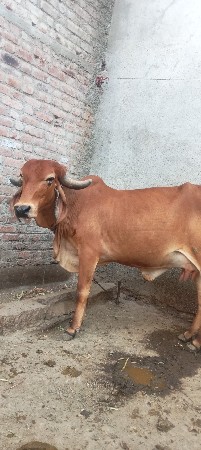 થંબનેલ 3