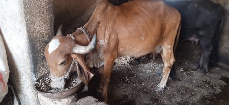 દેશી ગાય વેચવાની છે