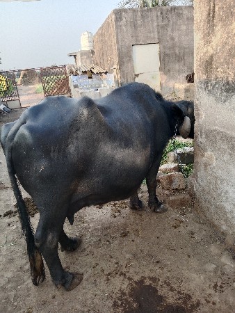 થંબનેલ 2