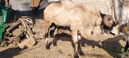 શિંગડાવાળો ઘેટો 8 દાતે પૂરો છે