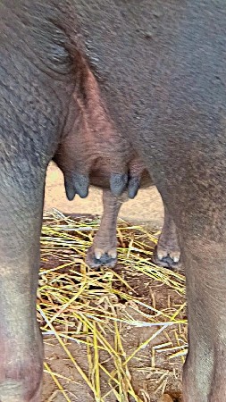 પેલ વેત્રીખડેલી વેચવાની છે