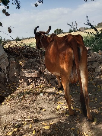 थंबनेल 3