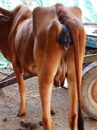ગાય વેચવાની છે