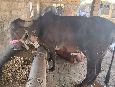 ગાય વેચવાની છે