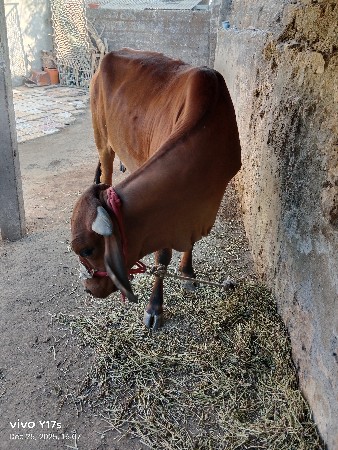 થંબનેલ 3