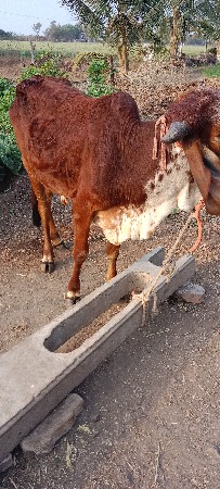 थंबनेल 3