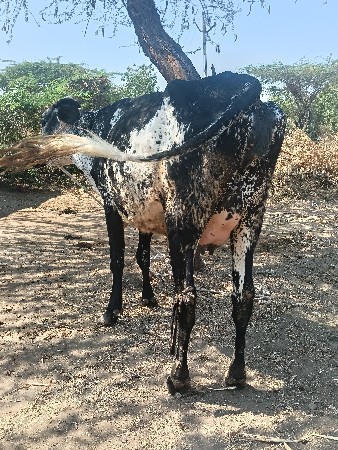 थंबनेल 2