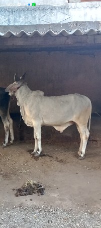 ઘોધલોવેશવાનોસે . બેવરશનોસે