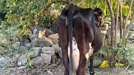 थंबनेल 2