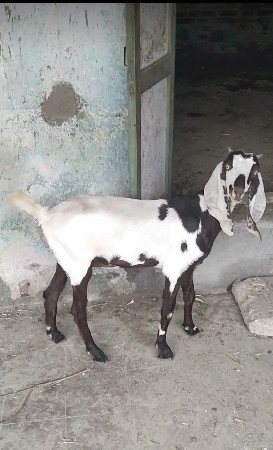 2 બકરી વેચવાની છે
1પાઠ 1વેતારની