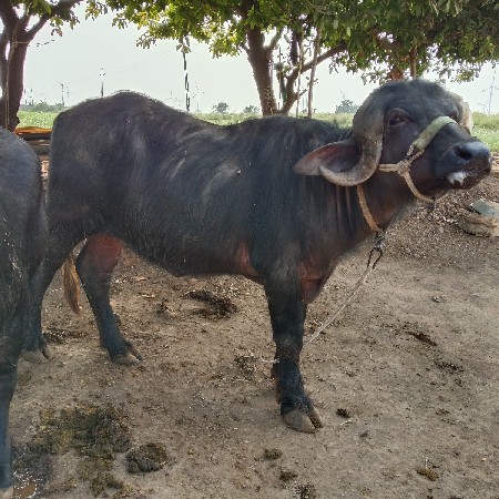 थंबनेल 2