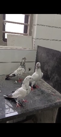 थंबनेल 3