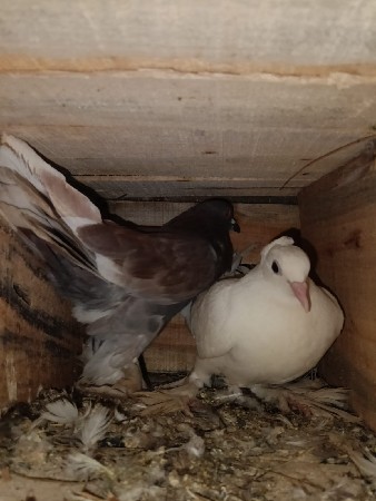 थंबनेल 3