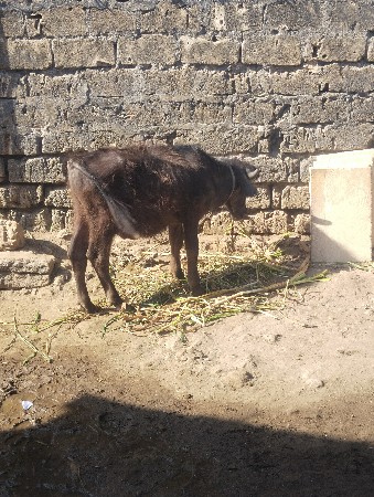 આ પાડો વેશવાનો છે