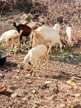 થંબનેલ 2