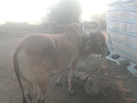 થંબનેલ 3