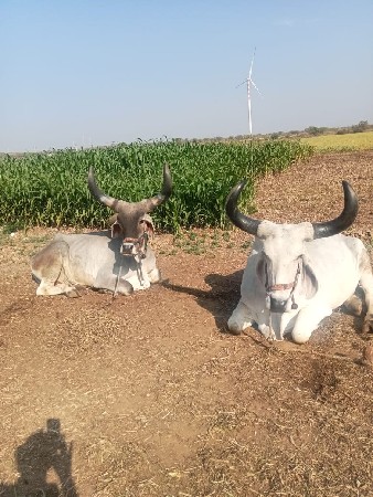 લેવાવારાજ  ફોન કરે