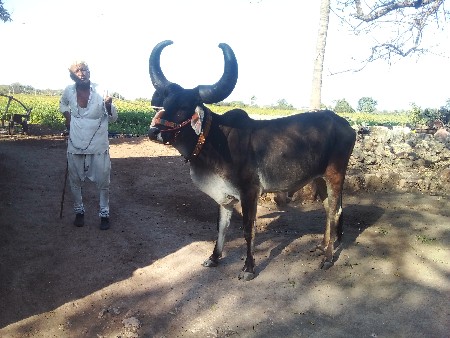 બરદ વેચવાનો છે