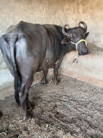 थंबनेल 2