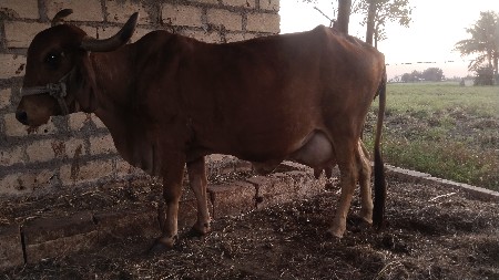 ગાય વેચવાની છે