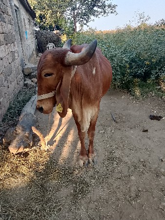 थंबनेल 2