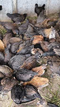 દેશી બચ્ચા દેવાના છે