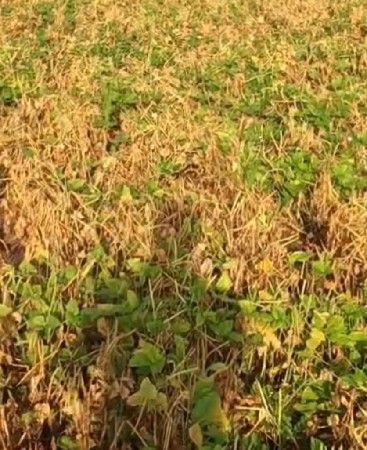 ચોરી નું બિયારણ વેચવા નું છે.