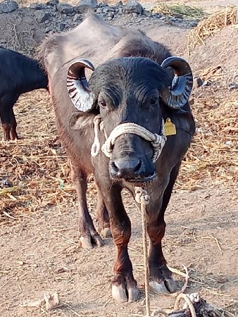 ખડેલિનૂ સાટુડોઢૂયેકરશૂ