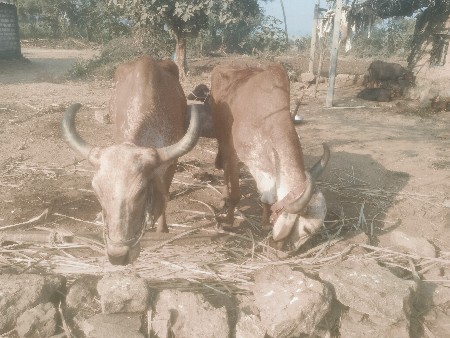 थंबनेल 2