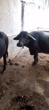 4 લીટર દૂધ 5 મહિના ગાભની