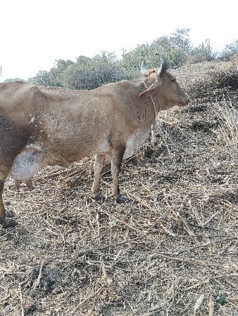 ગાય વેચવાની છે