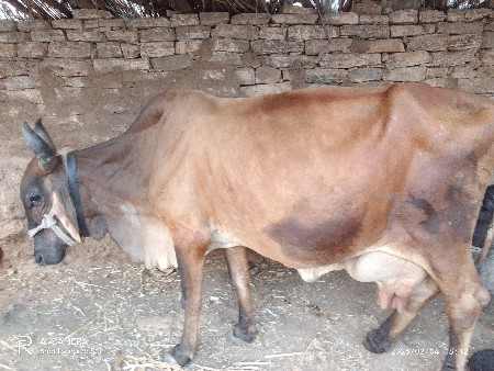 ગાય વેચવાની છે