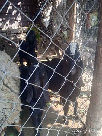 પાંચ બોકડા એક બકરી