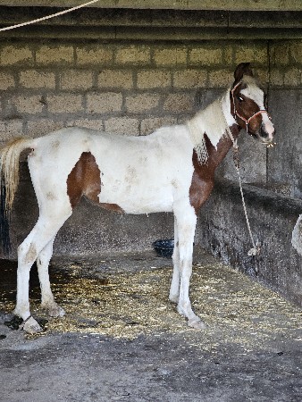 थंबनेल 3