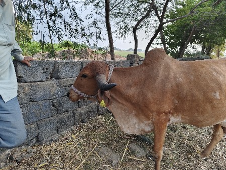 ગાય વેચવાની છે
