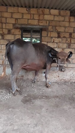 ભેંશ વેચવાની છે