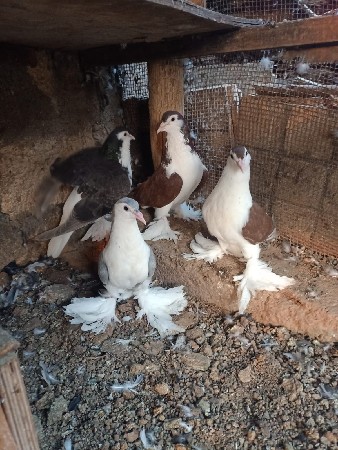 थंबनेल 3