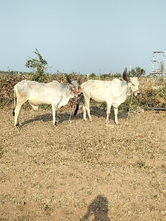 थंबनेल 2