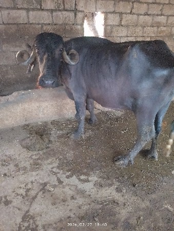 ભેંસ વેચવાની છે