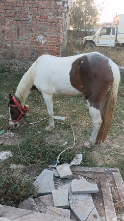 વસેરીઘોડીછે સાટાકરવાનાછે સારી