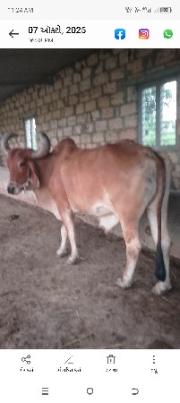 વેચવાનો છે