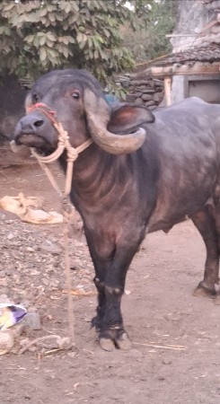 थंबनेल 3