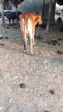 थंबनेल 2