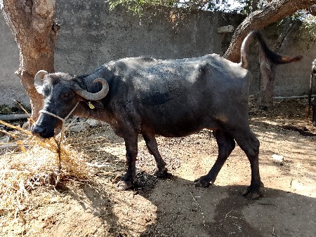 थंबनेल 2