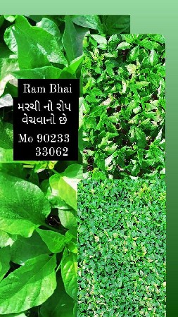 મરચી નો રોપ વેંચવાનો છે