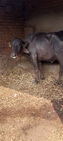 थंबनेल 3