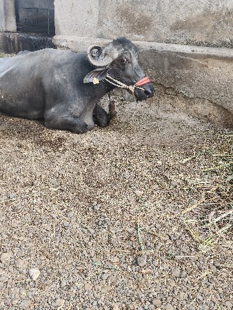 थंबनेल 2