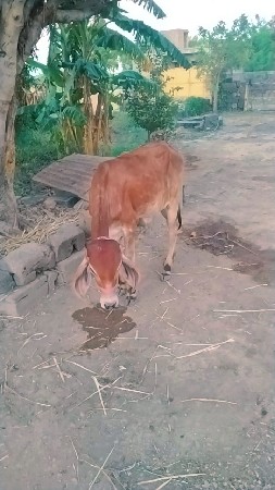 थंबनेल 3