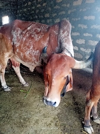 થંબનેલ 3