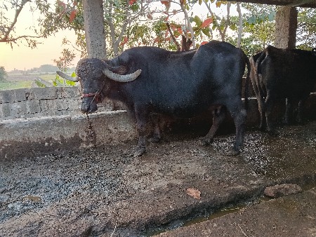 8,10 divas var
vetrar 4vyase